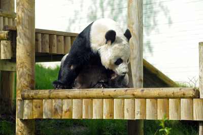 Tian Tian (Sweetie), female Giant Panda, Edinburgh Zoo 