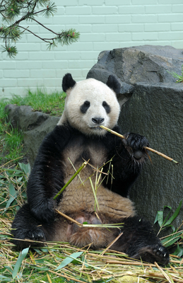 Yang Guang, (Sunshine), male Giant Panda eating bamboo