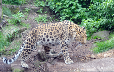 Amur Leopard in enclosure, Edinburgh Zoo