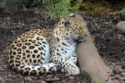 Amur Leopard in its enclosure, Edinburgh Zoo