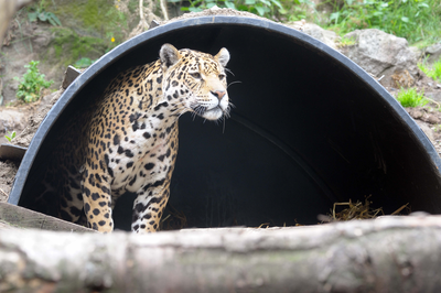 Jaguar staring at visitors from its den, Edinburgh Zoo