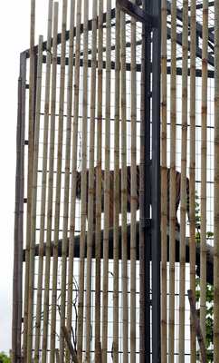 Sumatran Tiger in its enclosure, Edinburgh Zoo