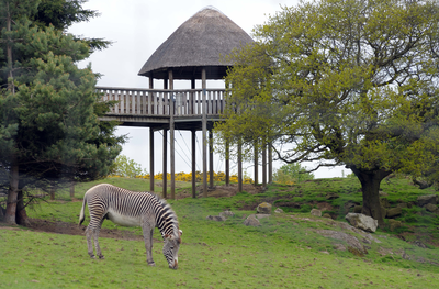 Greuy's Zebra in the African Plains enclosure