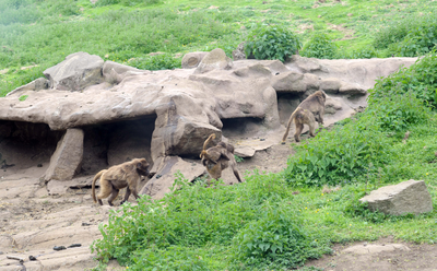 Baboon Troupe, Edinburgh Zoo