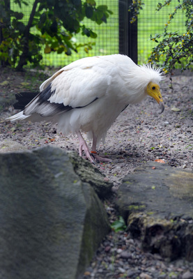 Egyptian Vulture cracking an egg, Edinburgh Zoo