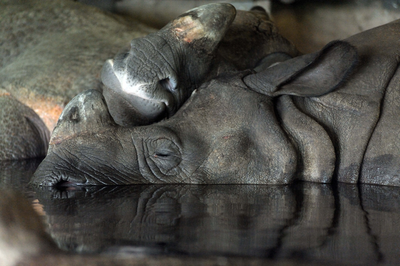 Greater One Horned Rhinoceros sleeping together