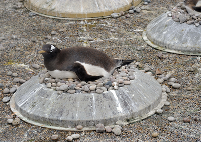 Gentoo Penguins on nest, penguin enclosure, Edinburgh Z