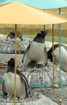 Gentoo Penguin and chicks on nest