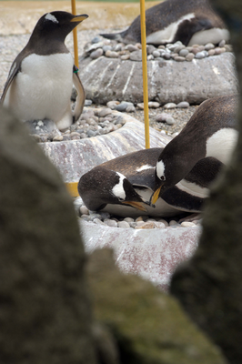Gentoo Penguin on nest, Edinburgh Zoo