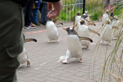 Gentoo Penguins on the penguin parade
