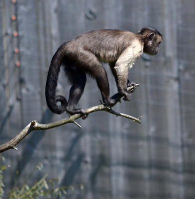 Squirrel Monkey, Edinburgh Zoo