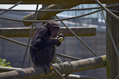 Chimpanzee eating fruit, Edinburgh Zoo