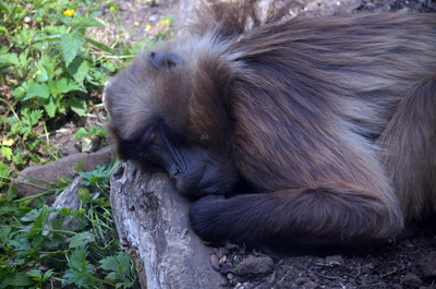 Gelada Baboon sleeping, Edinburgh Zoo