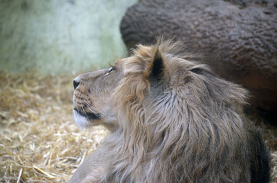 Asian Lion, Edinburgh Zoo