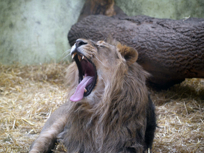 Asian Lion, Edinburgh Zoo