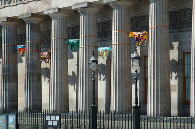 Cow Parade sculptures at the Royal Scottish Academy