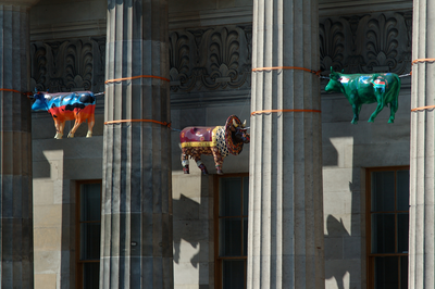 Cow Parade Sculptures at the Royal Scots Academy