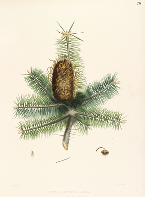 Picea Bracteata from 'The Pinetum Britannicum'