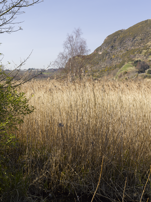 View of Duddingston Loch reed bed
