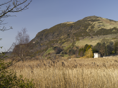 View of Duddingston Loch reed bed