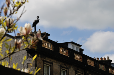 Heron statue on the roof at Albert Terrace, Morningside