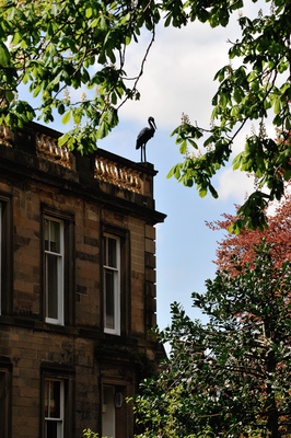 Heron statue on the roof at Albert Terrace, Morningside