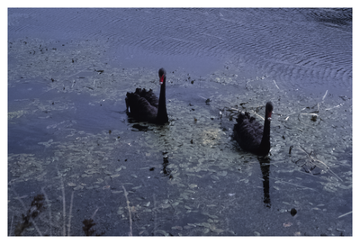 Black swans on Union Canal, west of Bridge 12