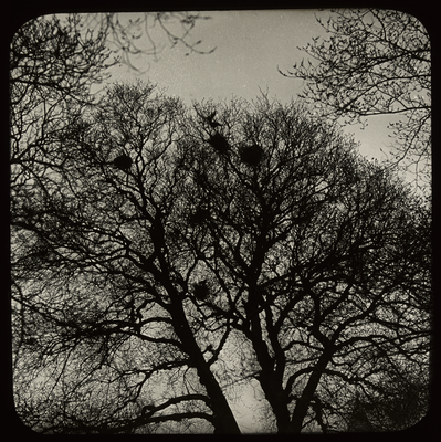 Nests in trees