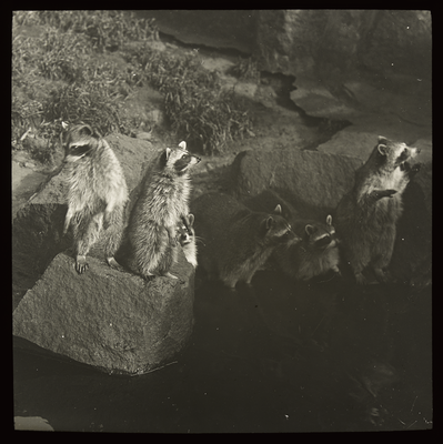 Raccoons, Edinburgh Zoo