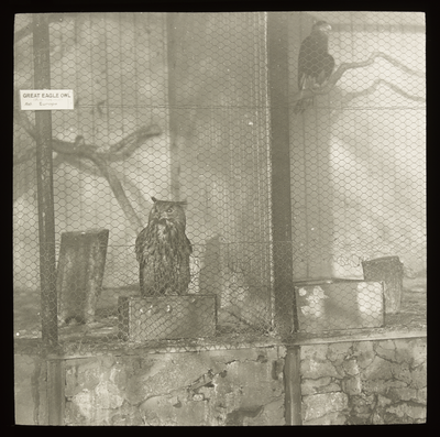 Great Eagle Owl, Edinburgh Zoo