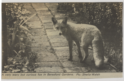 "A very wary but curious fox in Beresford Gardens"