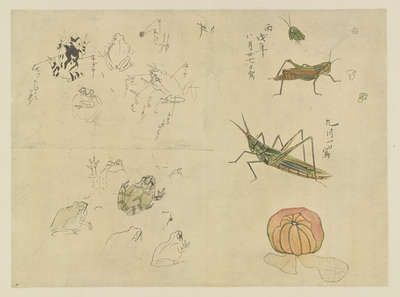 Studies of a grasshopper, cricket and frogs