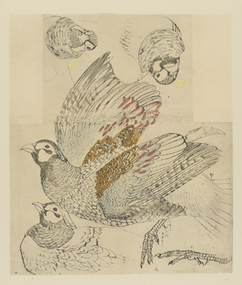 A study of a pheasant with extended wings