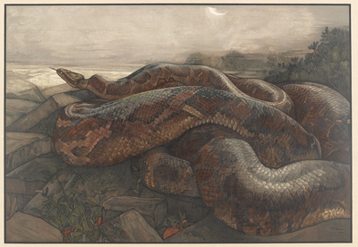 Kaa the Python, Kipling's Jungle Book