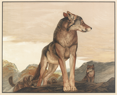 Akela, the Lone Wolf, Kipling's Jungle Book