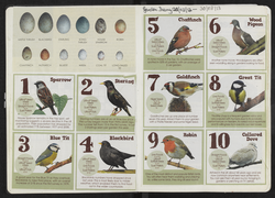 Pictorial list of garden birds/eggs, Sitooterie 1
