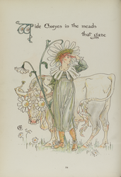Page twenty-eight from 'Flora's Feast', Ox-eye Daisy