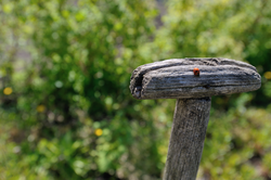 Ladybird on spade handle