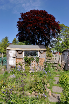 Shed, Warriston Allotments