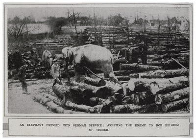 ILN During WWI: Animals and War