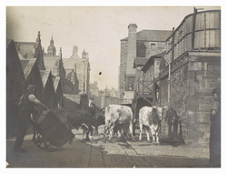 Cattle arriving at the old slaughterhouse
