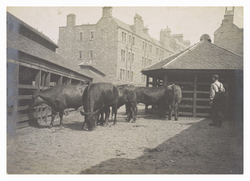 Cattle  at the old slaughterhouse, Fountainbridge