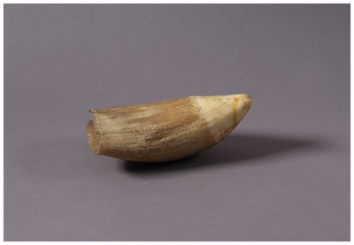 Ivory coloured sperm whale tooth