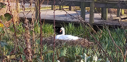 Swan nesting at Inverleith pond, Stockbridge