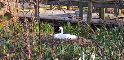 Swan nesting at Inverleith pond, Stockbridge