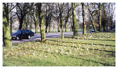 Crocuses on the Meadows at Melville Drive